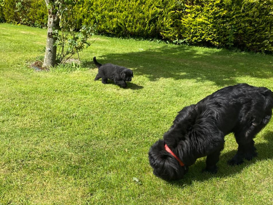 Beautiful Newfoundland puppies in Galway 3